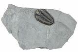 Calymene Niagarensis Trilobite Fossil - New York #295563-1